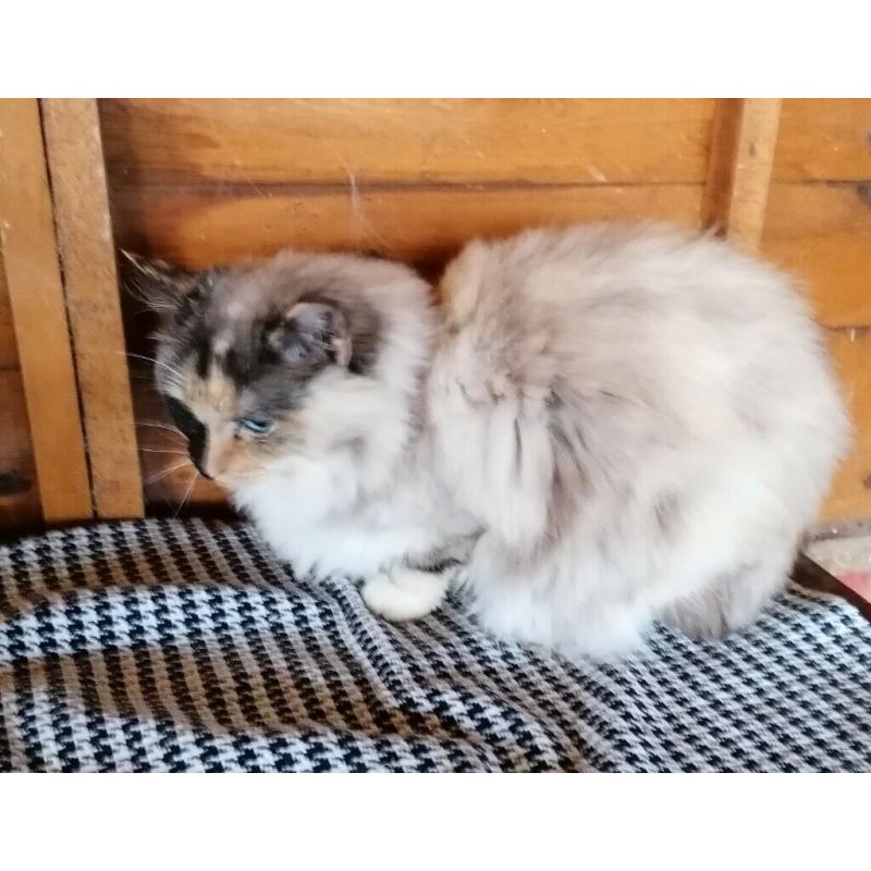Lovely seal tortie point mitted Ragdoll female