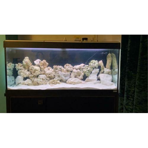 Aquarium oceon rock holey rock cichlids