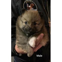 Teddy Bear Pomeranians