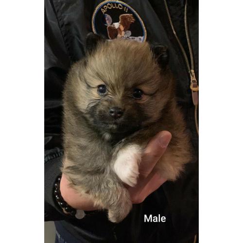 Teddy Bear Pomeranians
