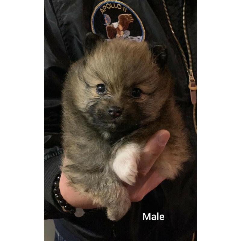 Teddy Bear Pomeranians
