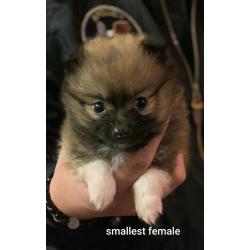 Teddy Bear Pomeranians
