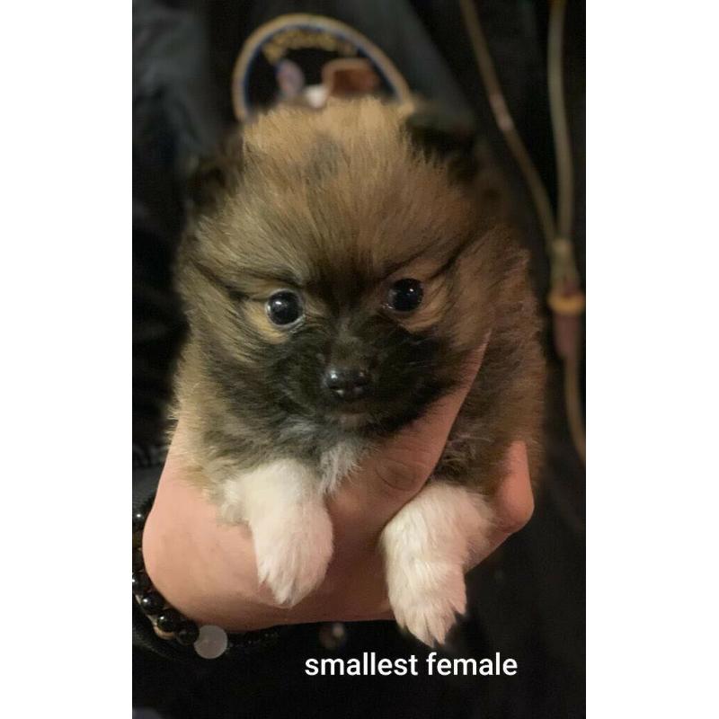 Teddy Bear Pomeranians