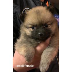 Teddy Bear Pomeranians