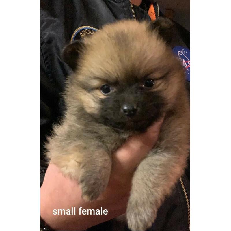 Teddy Bear Pomeranians