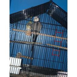 cockatiel with cage