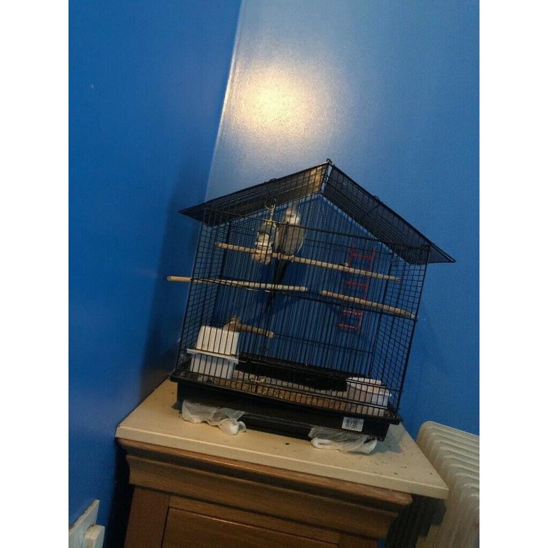 cockatiel with cage