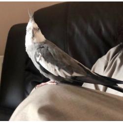 cockatiel with cage
