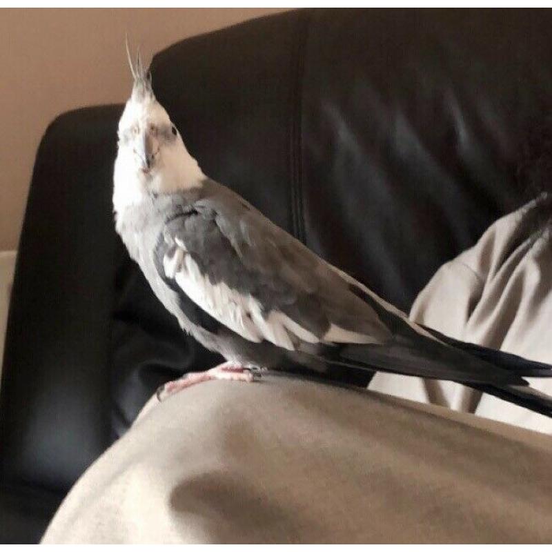 cockatiel with cage