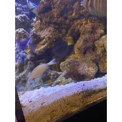 Shutting tank down