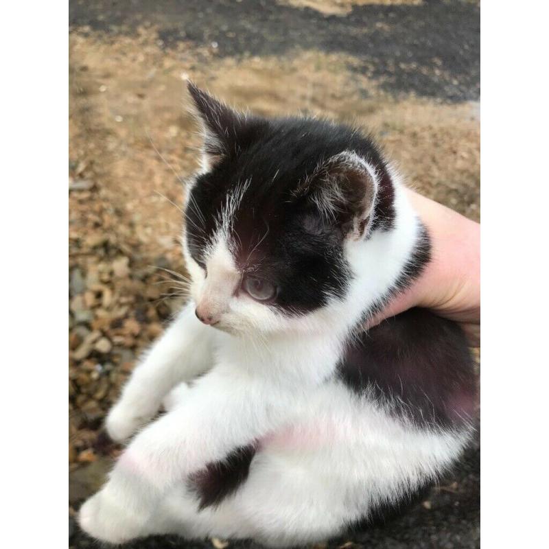 Kittens