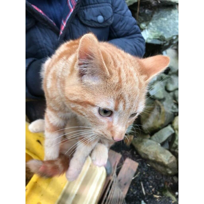 Kittens