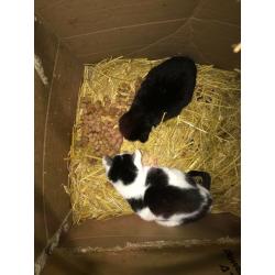 Kittens