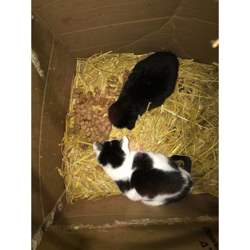Kittens