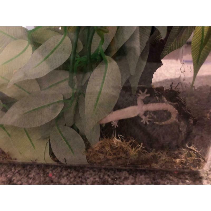 Baby gecko and set up