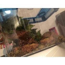 Baby gecko and set up