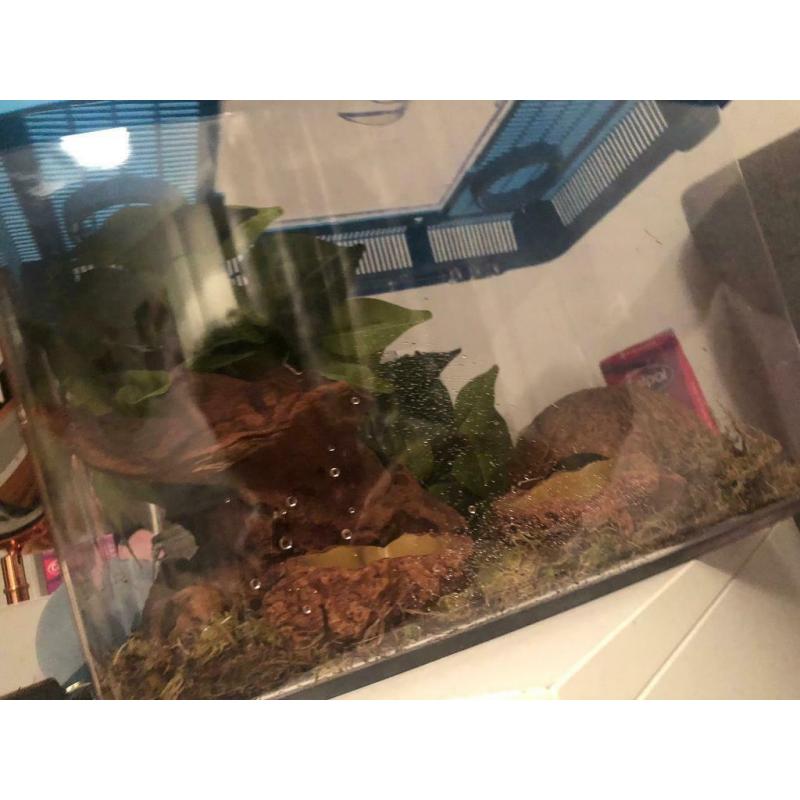 Baby gecko and set up