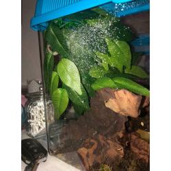 Baby gecko and set up
