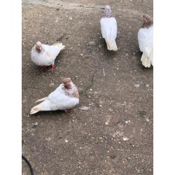 For sale Iranian