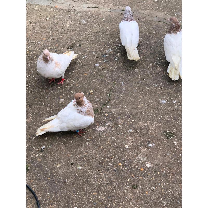 For sale Iranian
