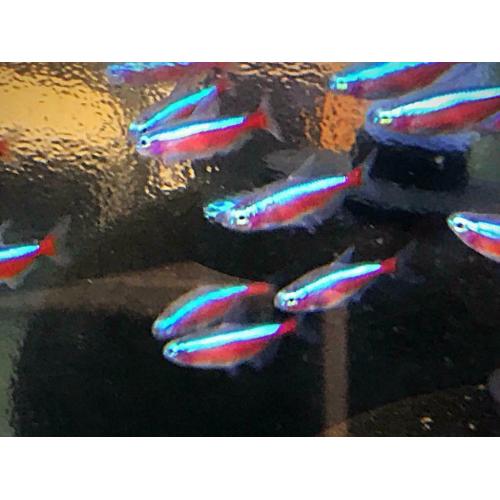 Cardinal tetra peaceful community tropical fish