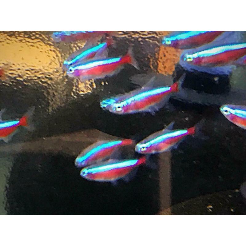 Cardinal tetra peaceful community tropical fish