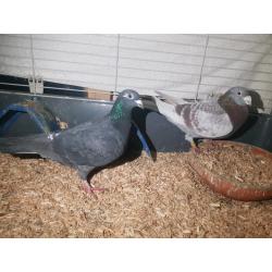 Racing Pigeons