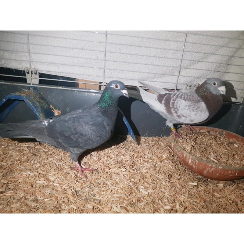 Racing Pigeons