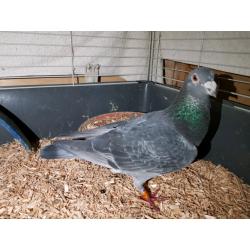 Racing Pigeons