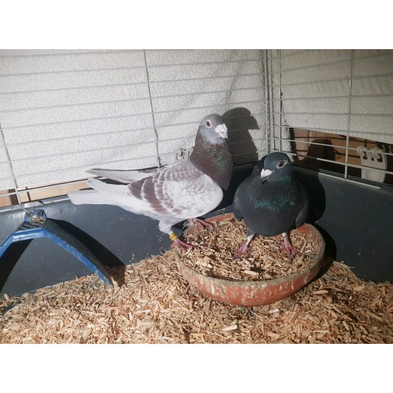 Racing Pigeons