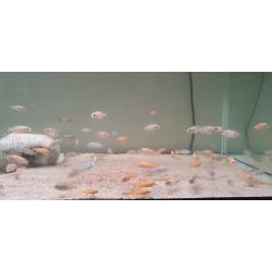 Malawi cichlids mbuna, peacocks
