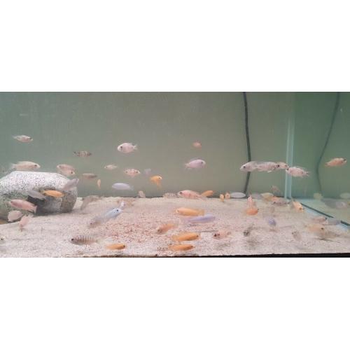 Malawi cichlids mbuna, peacocks
