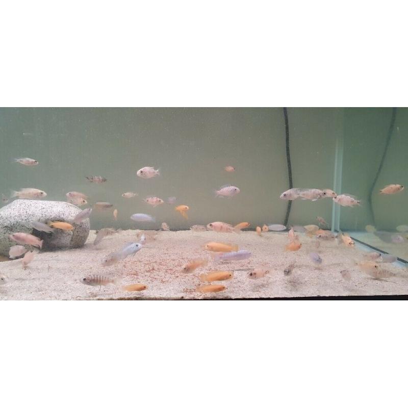 Malawi cichlids mbuna, peacocks