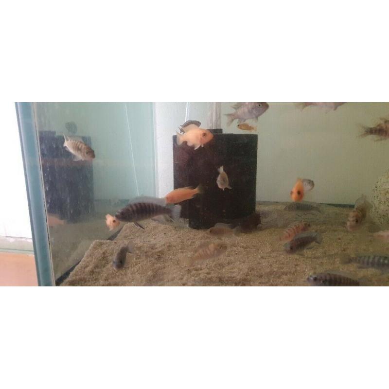 Malawi cichlids mbuna, peacocks
