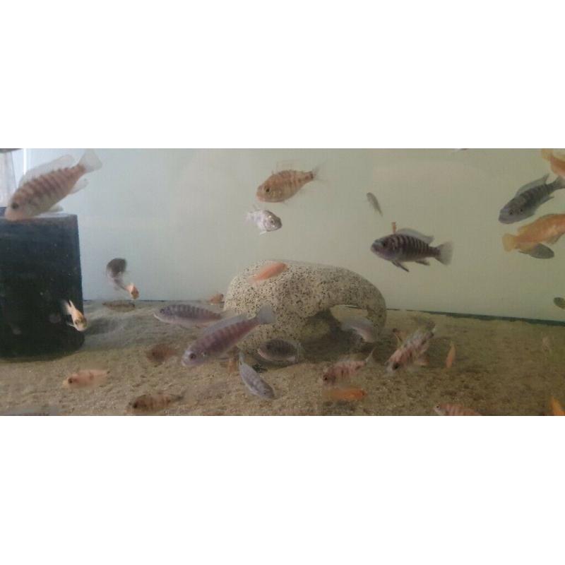 Malawi cichlids mbuna, peacocks