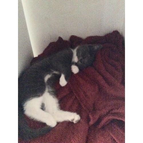 Grey kitten 6 months read ad