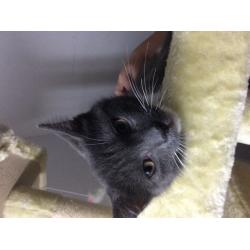 Grey kitten 6 months read ad