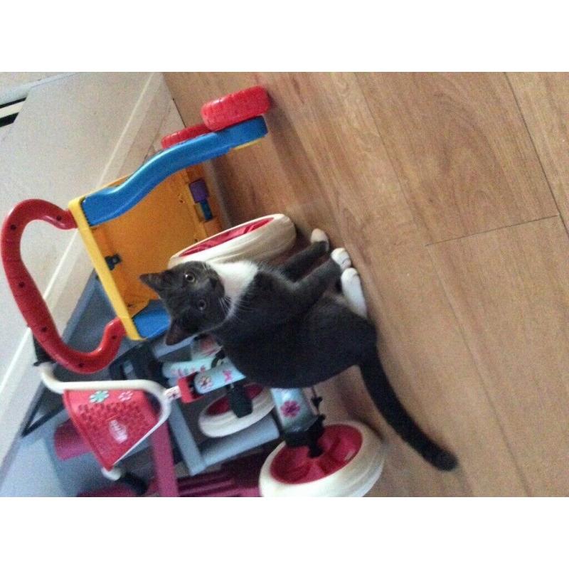 Grey kitten 6 months read ad