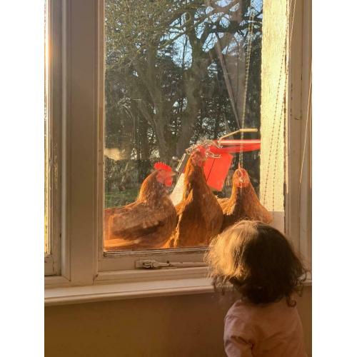 Chickens