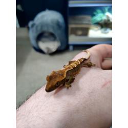 Hatchling Crested Geckos