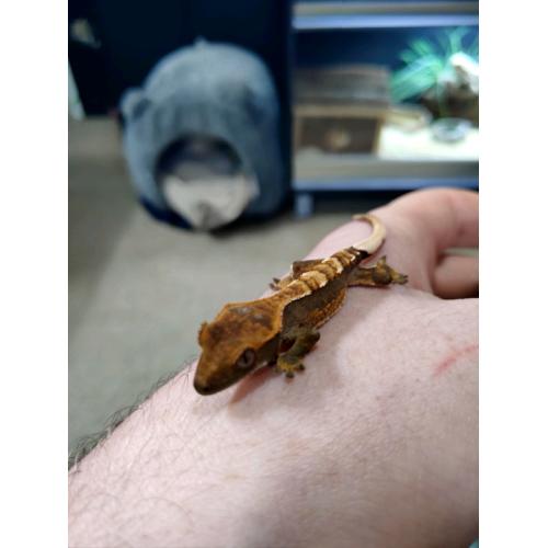 Hatchling Crested Geckos