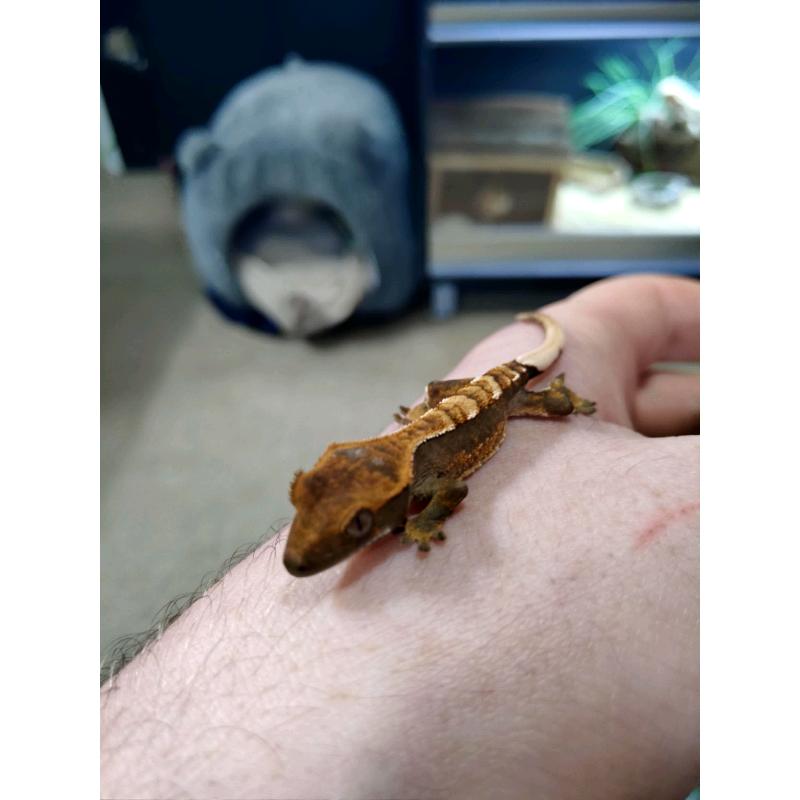 Hatchling Crested Geckos