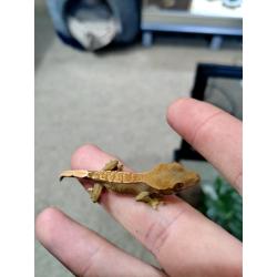 Hatchling Crested Geckos