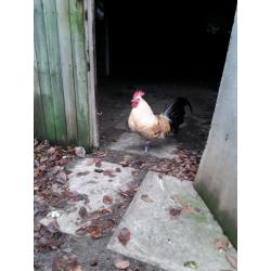 Very handsome cockerel