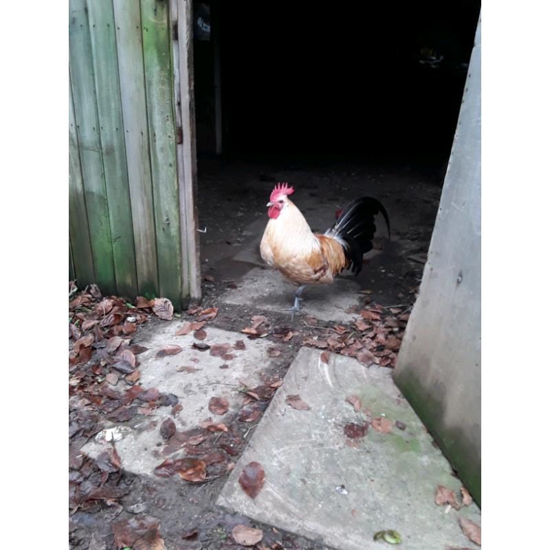 Very handsome cockerel