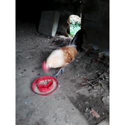 Very handsome cockerel