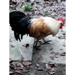 Very handsome cockerel