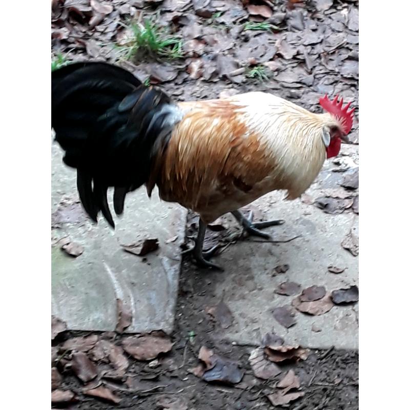 Very handsome cockerel