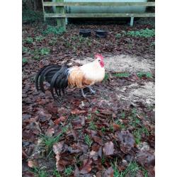 Very handsome cockerel