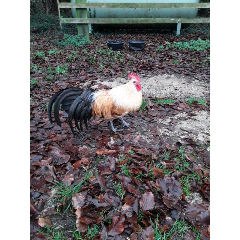 Very handsome cockerel
